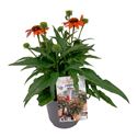 Bild von VP Echinacea P19 knop Sombrero Orange